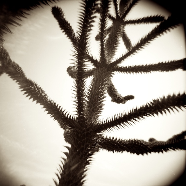 monkey tree #1