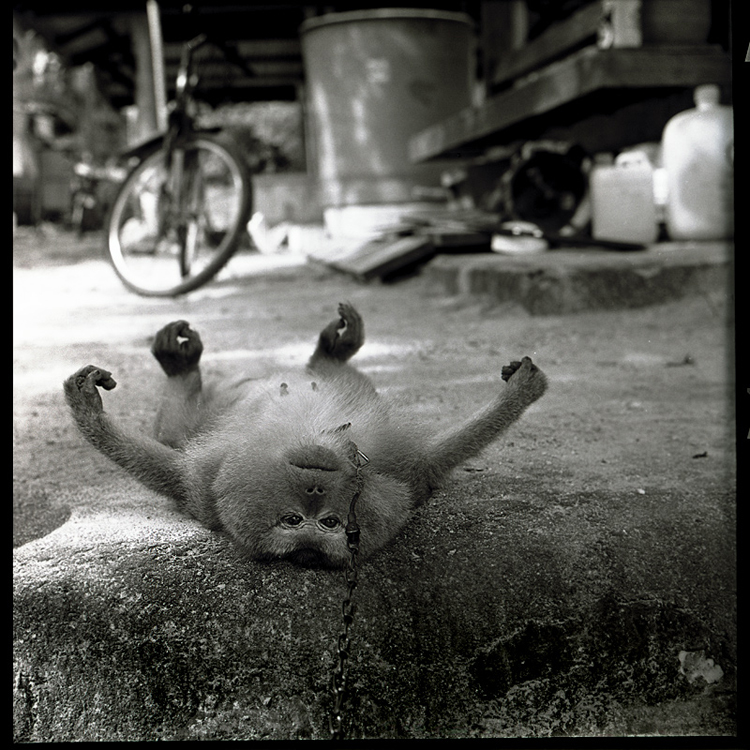 monkey1