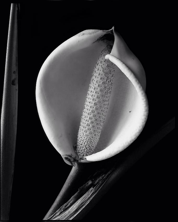 Monstera deliciosa, flower cloe-up
