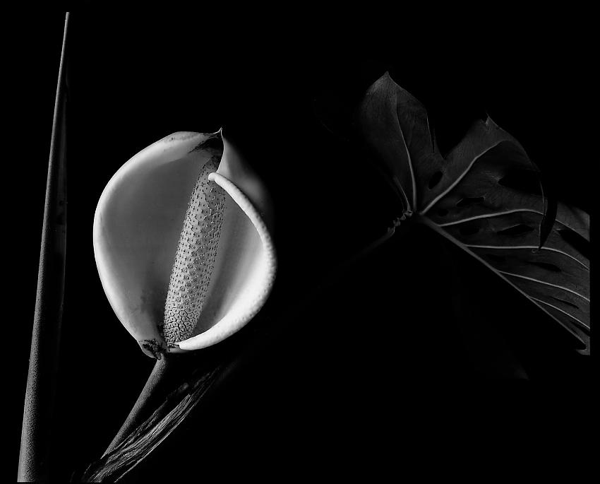 Monstera deliciosa, leaf and inflorescence