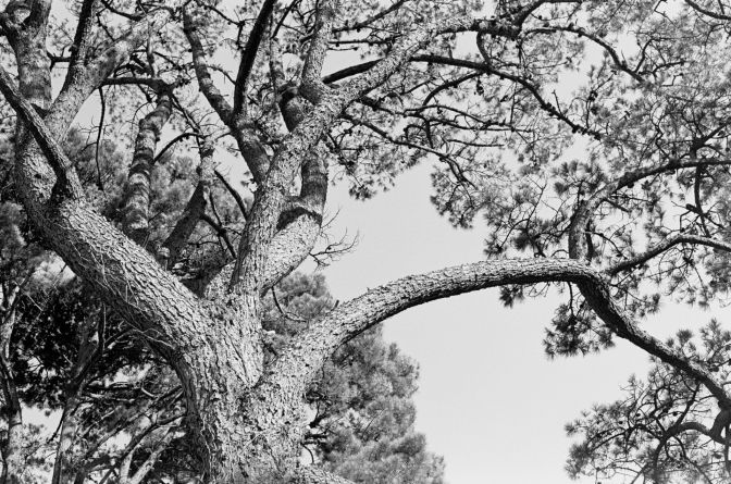Monterey Pine