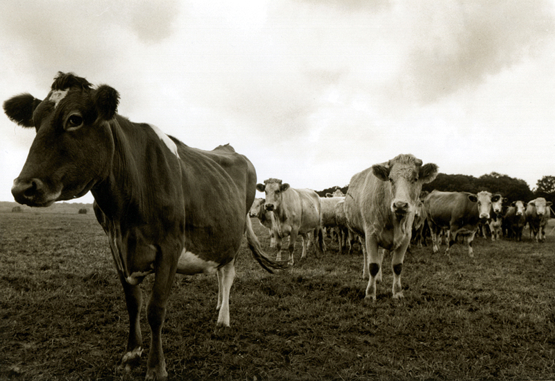 Moo Too