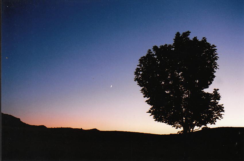 Moon and tree
