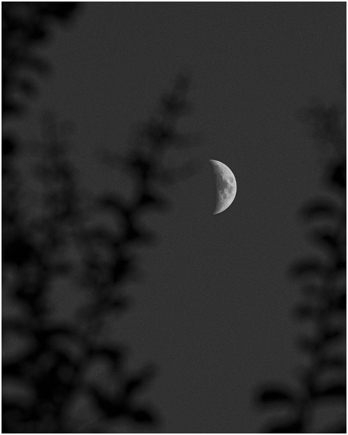 Moon in Myrtle