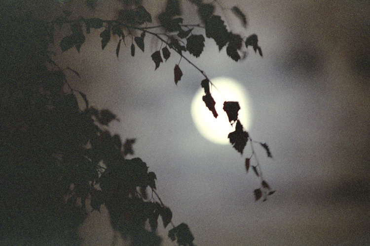 Moon through tree