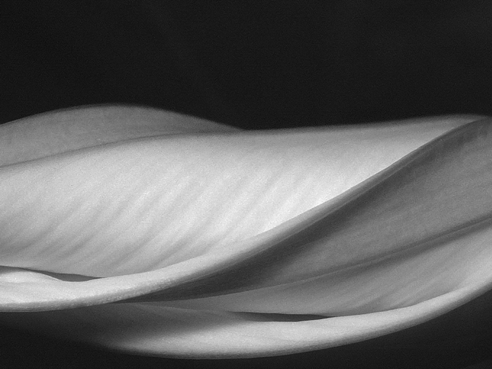 Moonflower