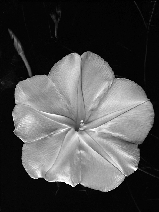 Moonflower