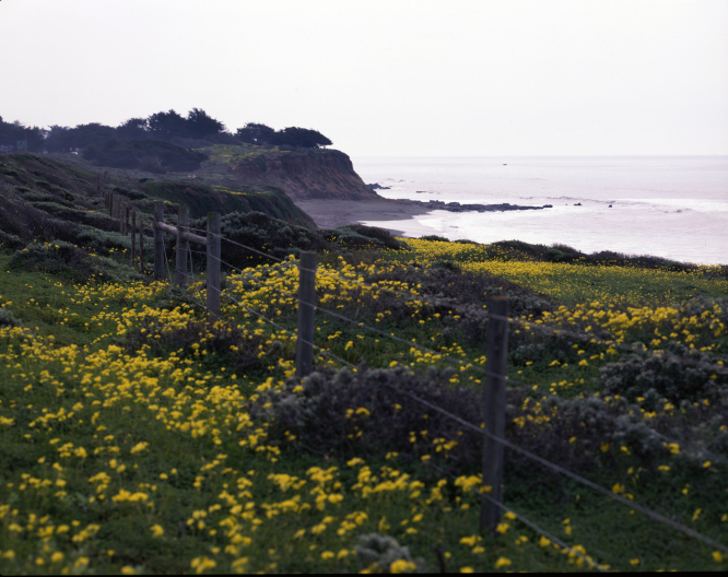 Moonstone Beach Wildflowers