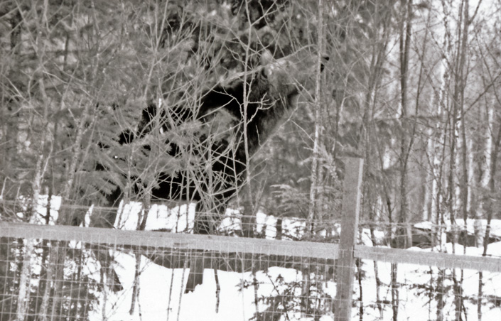 Moose on the loose