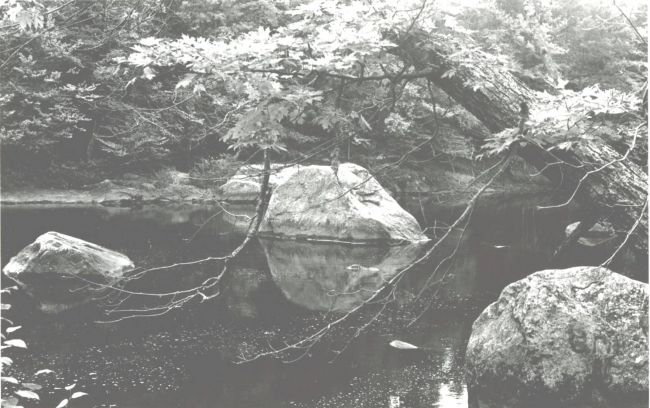 Moose River