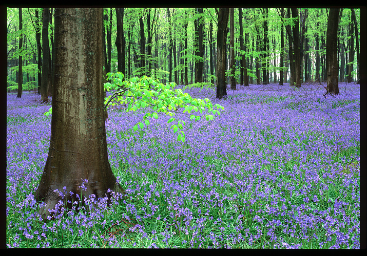 More Bluebells