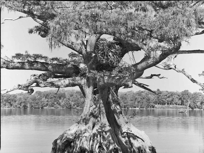 More Cypress Trees
