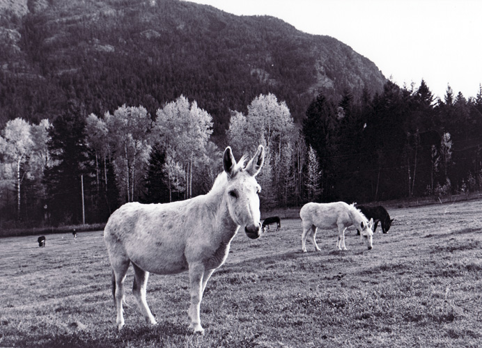 More donkeys