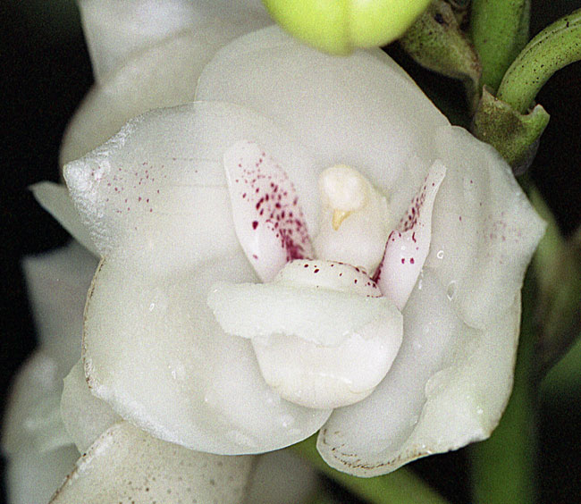 More From The Orchid Center