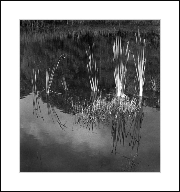 More from the Pond