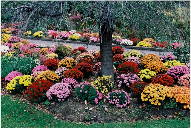 more mums