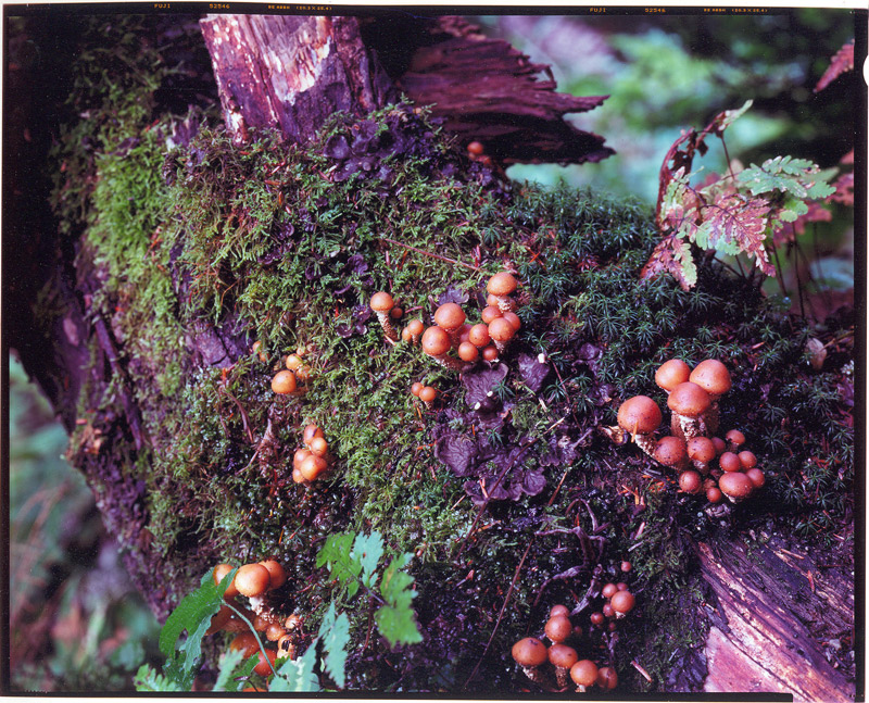 More mushrooms