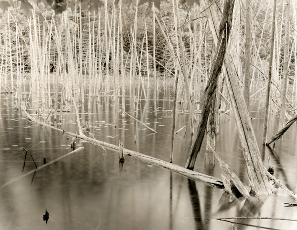 More Trees At O'neil Lake