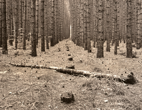 More Trees From Van Rd...