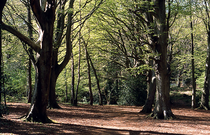 More Trees!