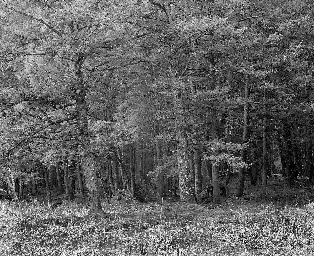 More Trees