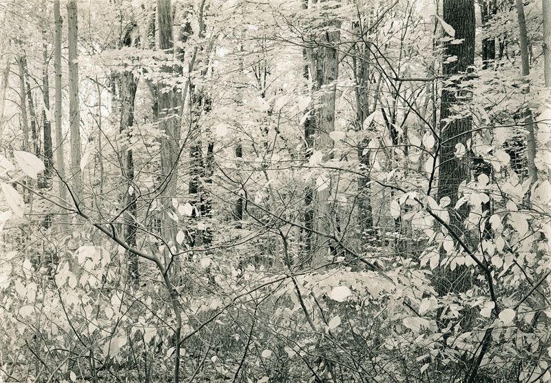 Morgan Monroe State Forest