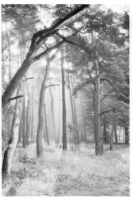 Morgenstimmiung
