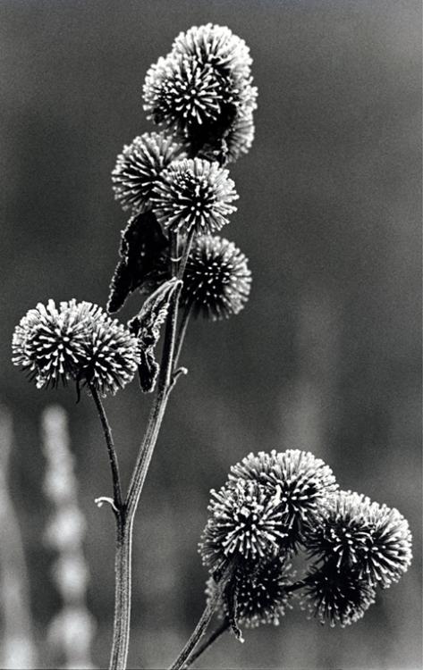 Morning frost and thistle