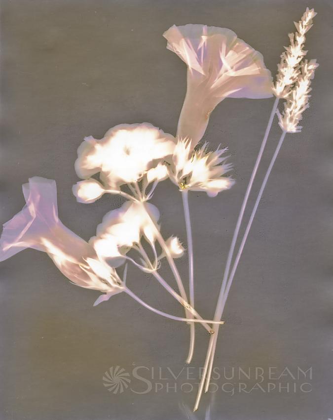 Morning Glory, Geranium and Lavender