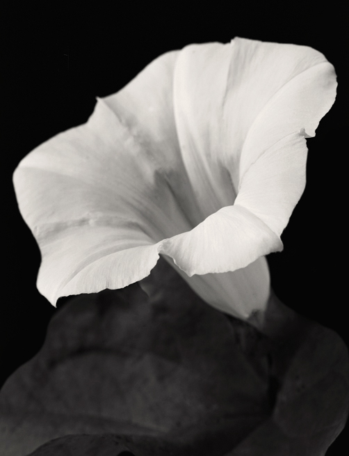 Morning Glory