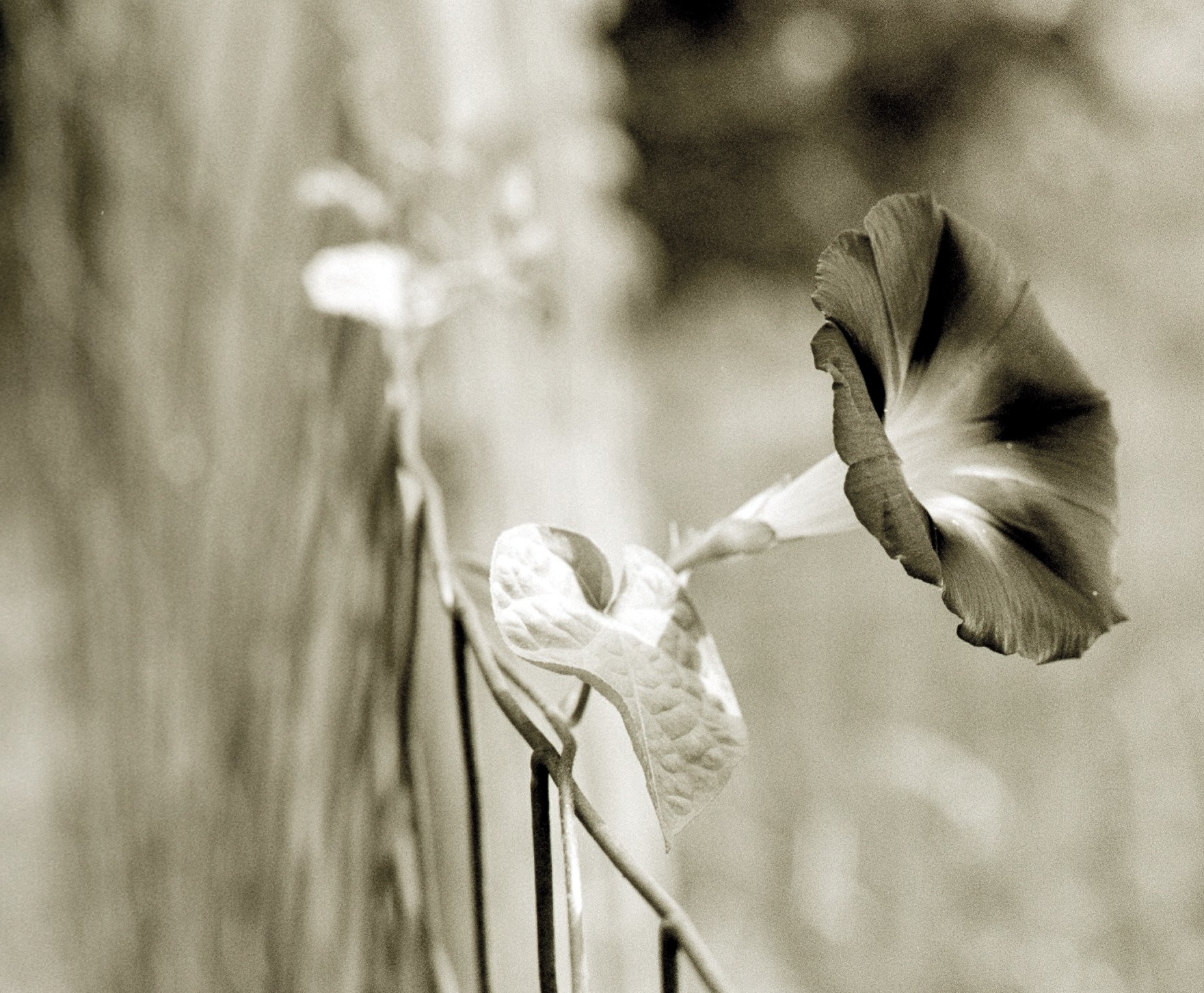 morning glory