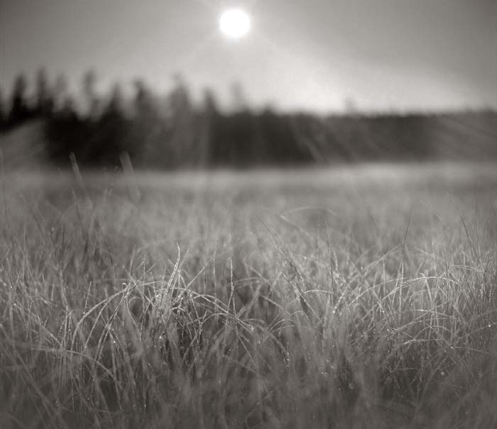 "Morning has broken"