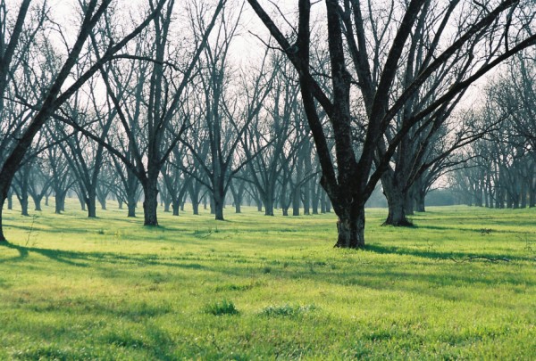 Morning in the pecans