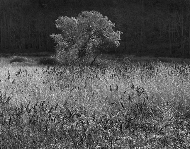 Morning Light in the Meadow
