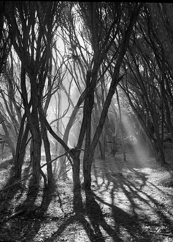 Morning light.