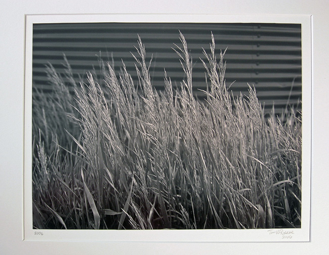 Morning_Light_Tall_Grass_copy