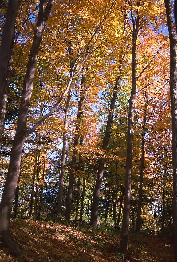 Morningside Park