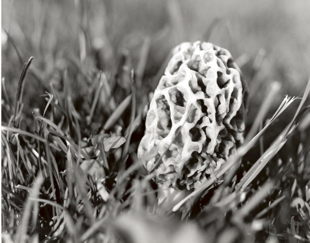 morrel mushroom