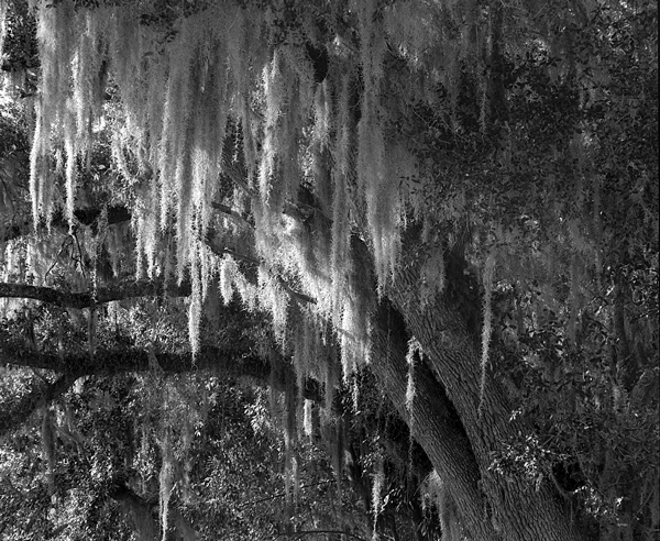 moss and branches