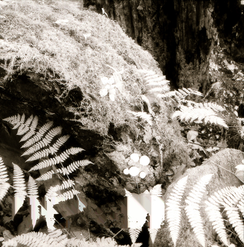 moss and fern