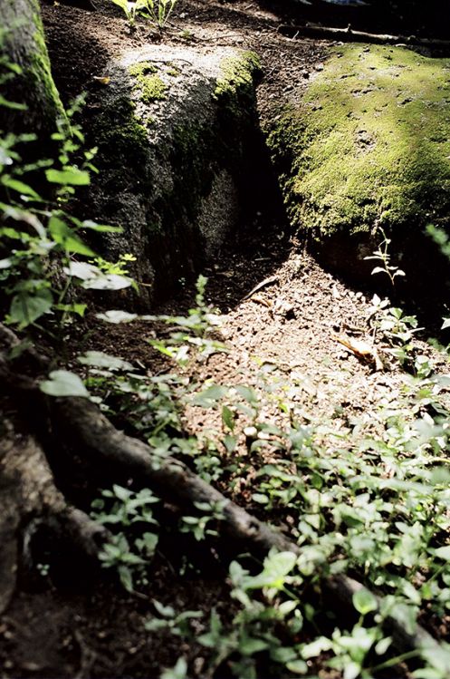 Moss, Middlesex Fells