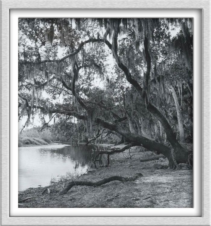 Mossey tree by the Myakka River, 2007