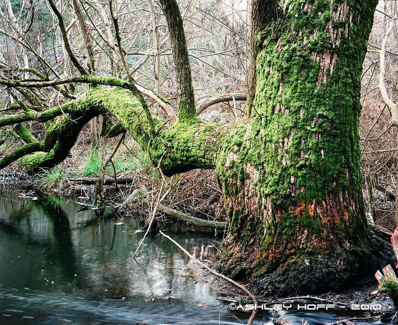 Mossy Tree, Scott Creek