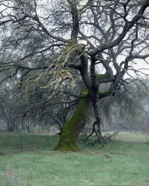 Mossy Tree