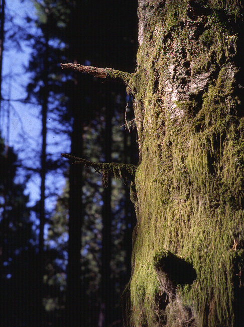 Mossy Tree