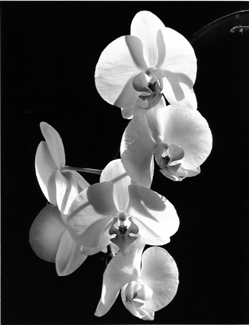 Moth Orchid