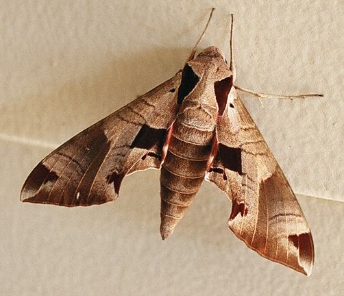 Moth