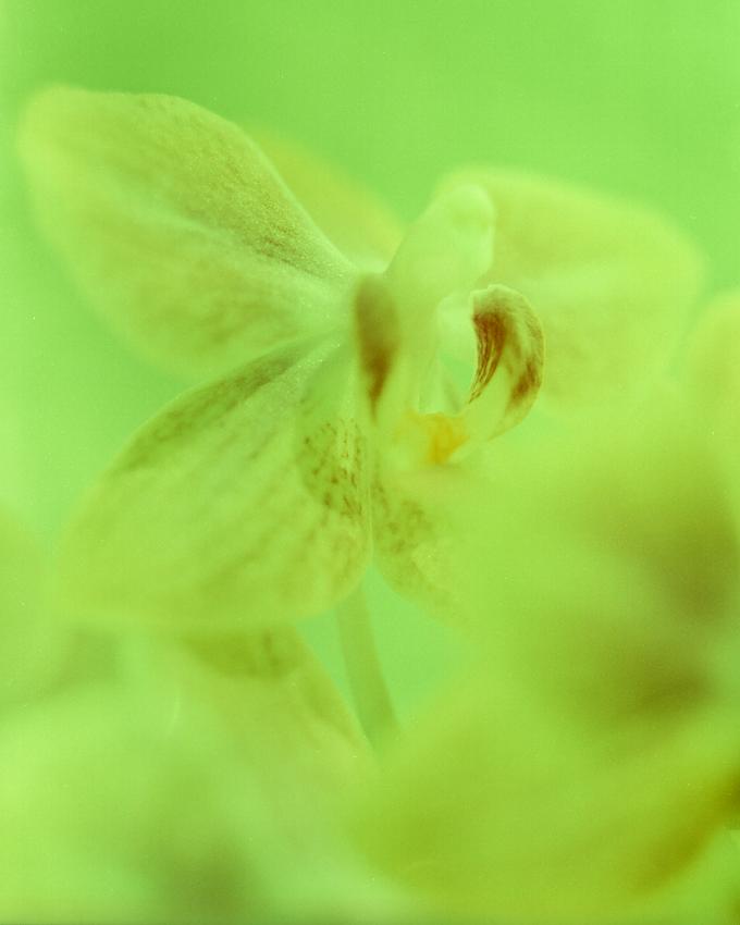 Mother's Day Orchid