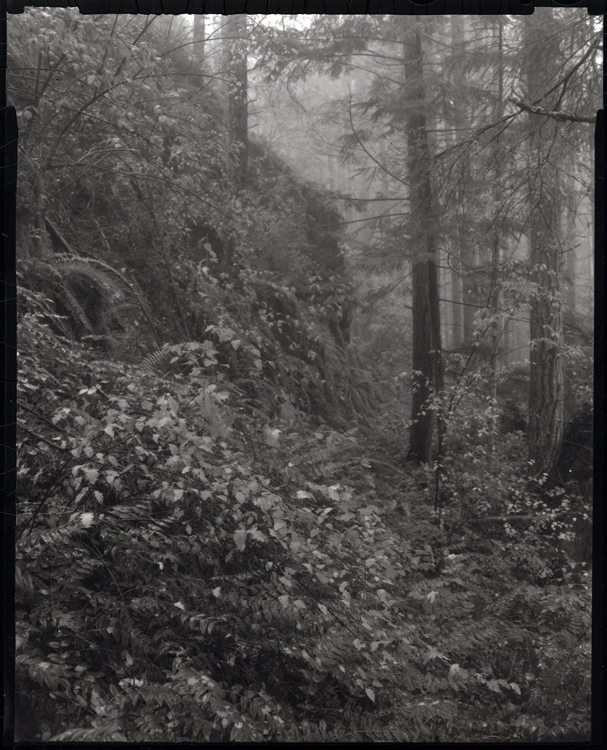Mount Benson, Carbon