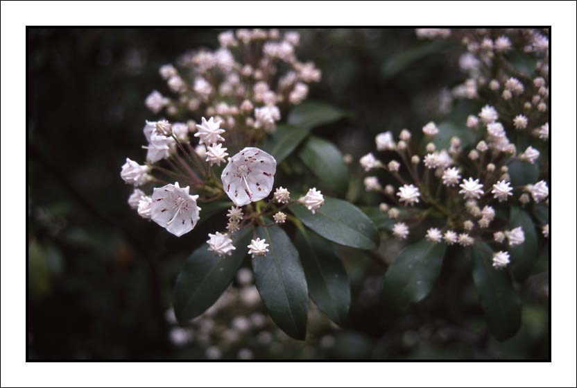 Mountain Laurel #2